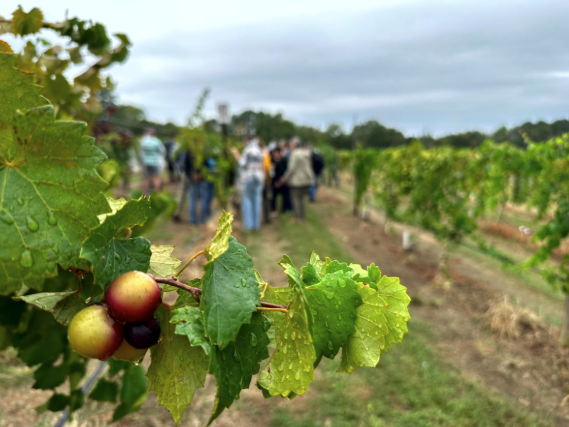Clusters of green-red fruit growing among green leaves as people walk a dirt trail in the background